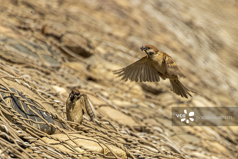 麻雀飞行图片素材