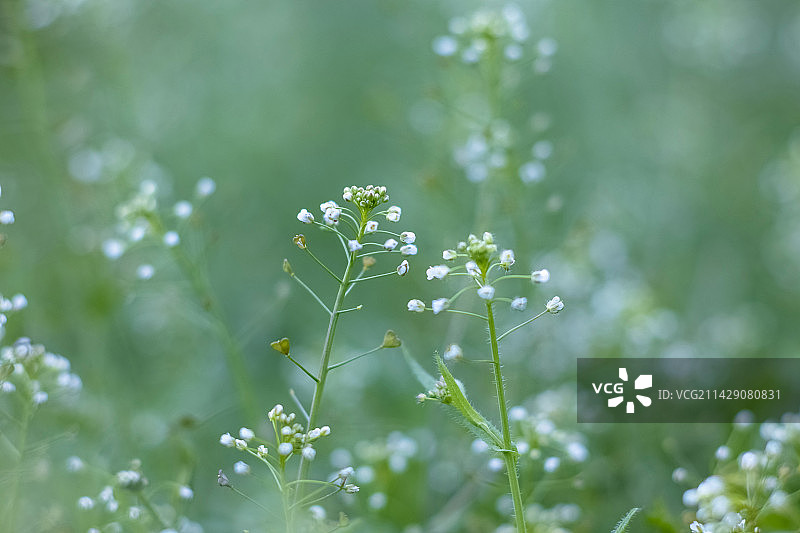 春天野荠菜的花图片素材