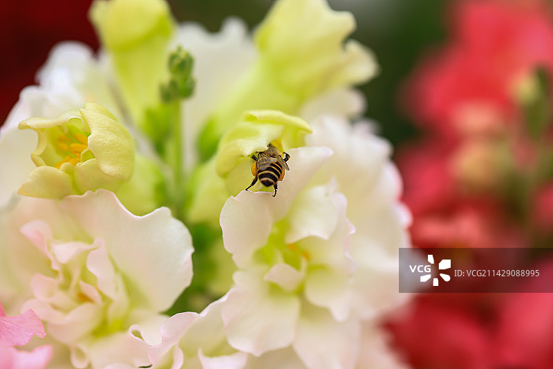 金鱼草图片素材