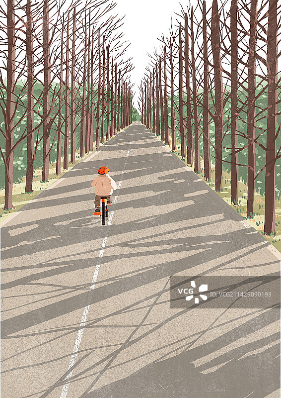 杉树林图片素材