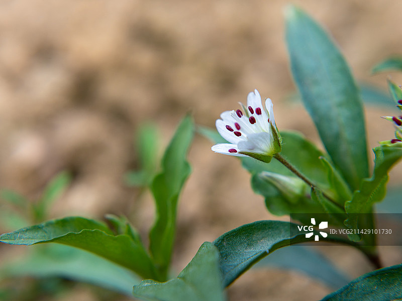 太子参图片素材