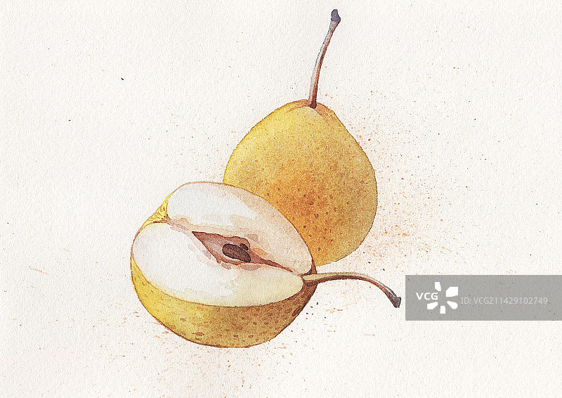 梨子水彩图片素材