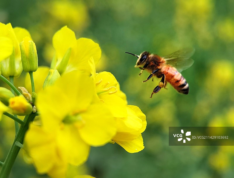 飞向花丛：了图片素材