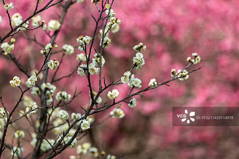 著名赏梅胜地江苏省无锡市荣氏梅园梅花盛开风光图片素材