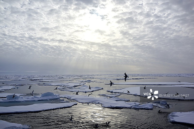 北极流冰上盘旋的海鸟图片素材