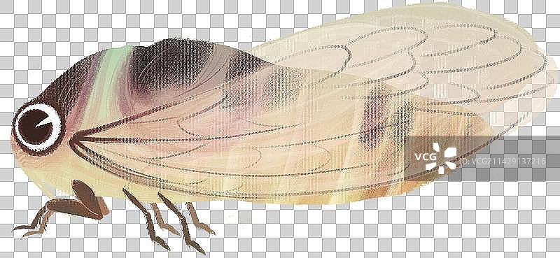 一只蝉昆虫元素图片素材