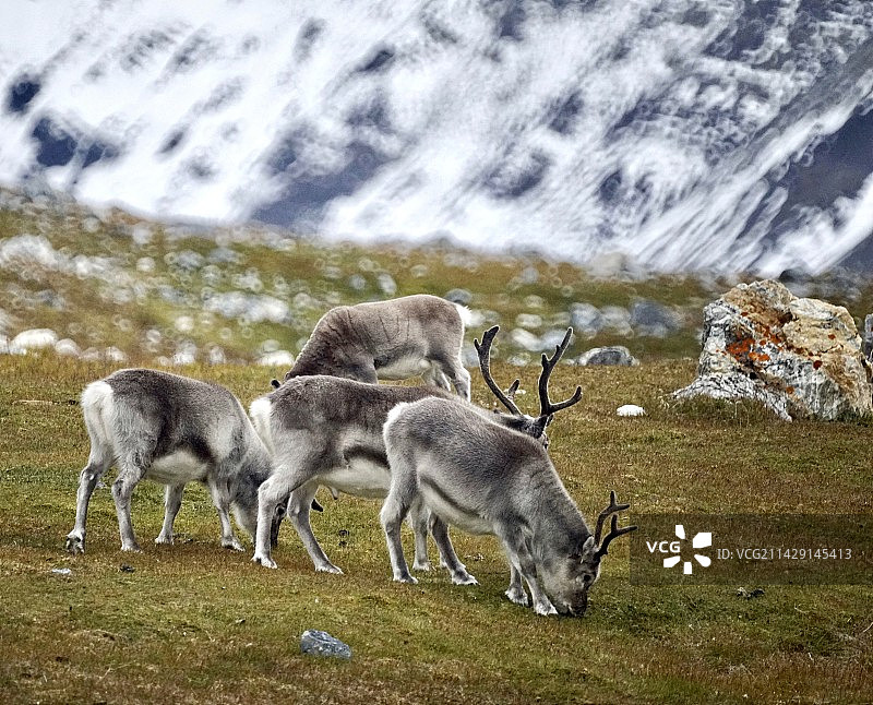 雪山下的斯瓦尔巴驯鹿图片素材