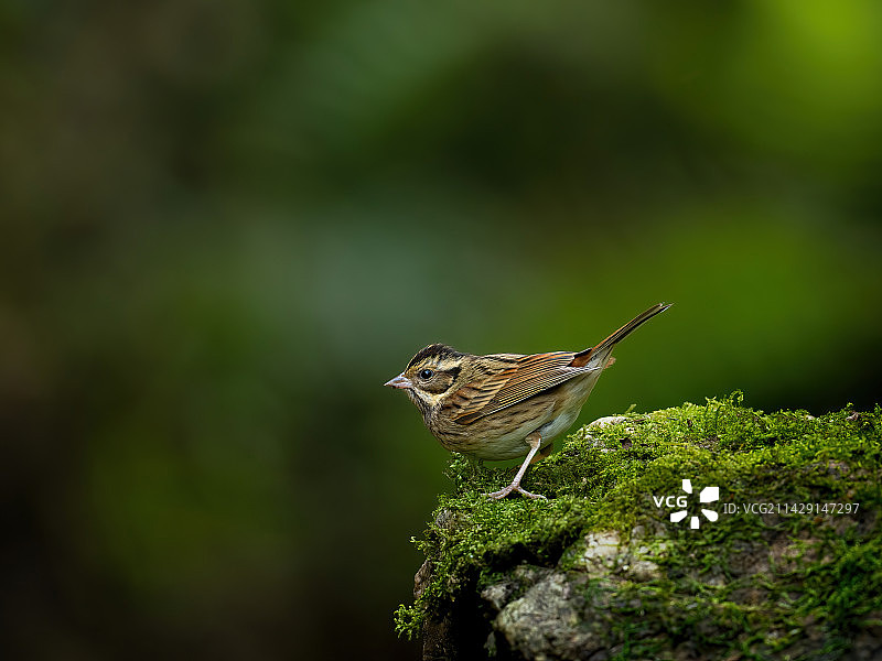 白眉鹀俗称五道眉图片素材