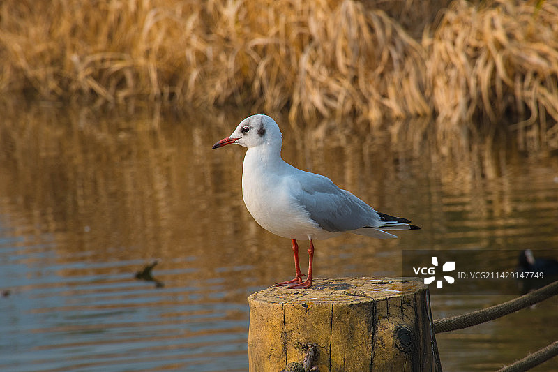 红嘴鸥图片素材