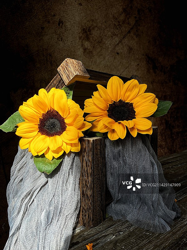 魔法/箱子里开出了花儿图片素材