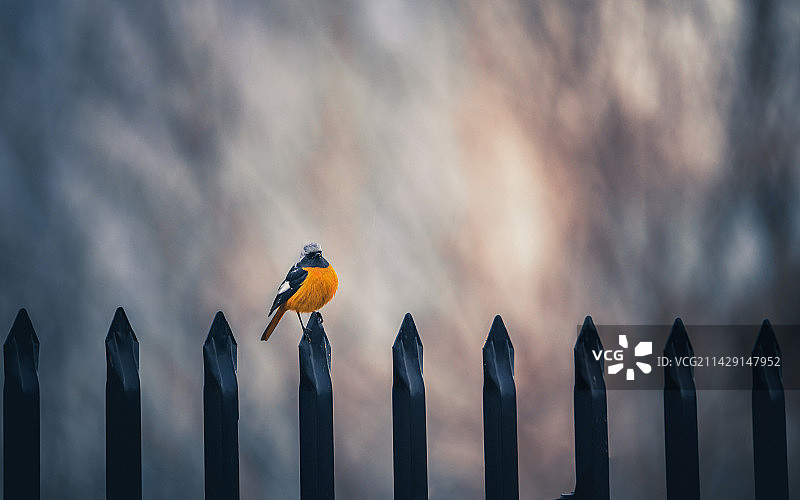 鸟栖息在栅栏上的特写镜头图片素材