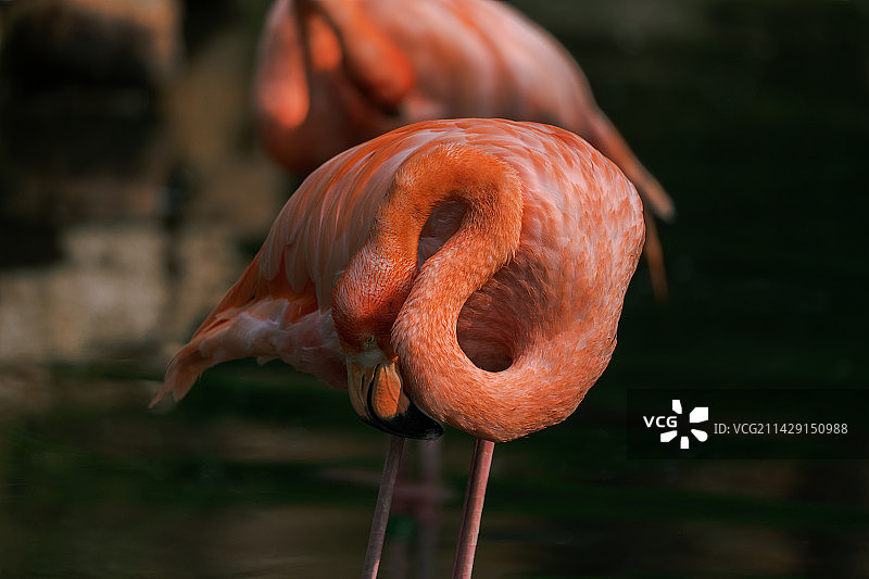 大兴野生动物园图片素材