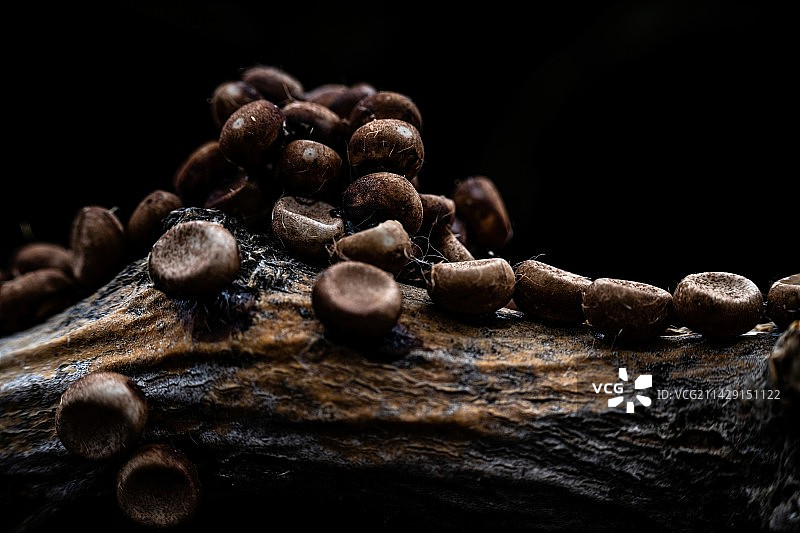 黑色背景下的木头上的卵特写镜头图片素材