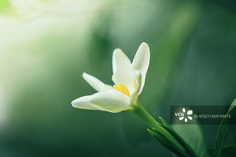 栀子花图片素材