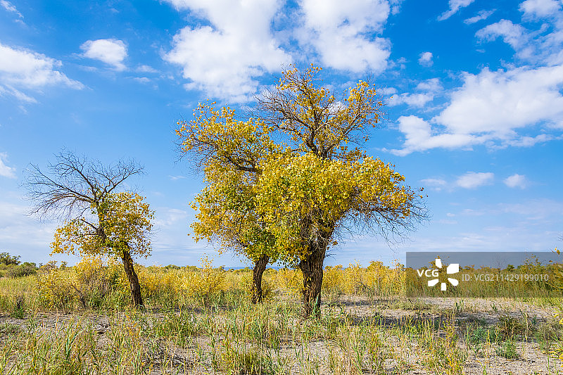 新疆沙漠里的胡杨树图片素材