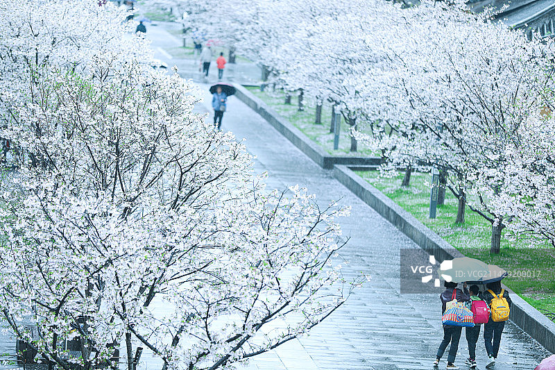 樱花大道图片素材
