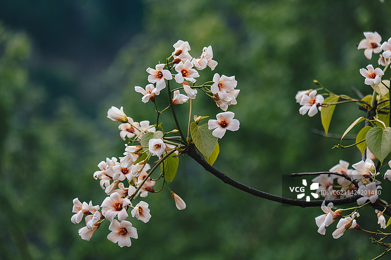 贵州省黔西南布依族苗族自治州望谟县麻山镇卡法村，油桐花迎着春风盛开。图片素材