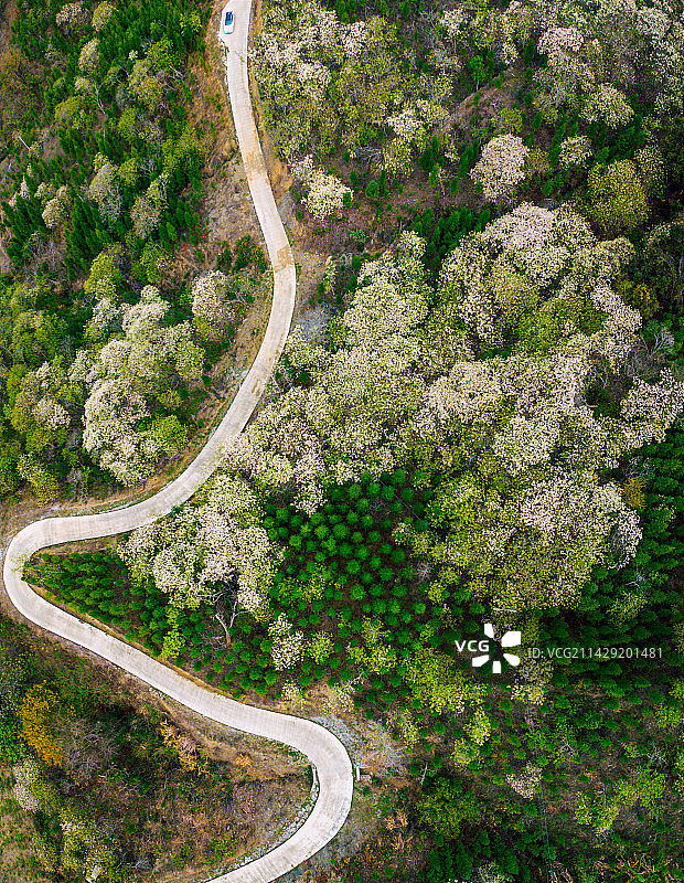 贵州省黔西南布依族苗族自治州望谟县麻山镇卡法村，航拍油桐花林。图片素材