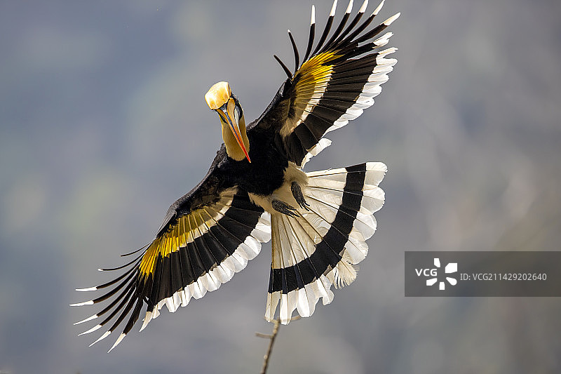双角犀鸟图片素材