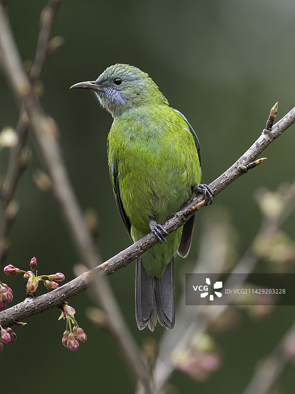 超高清高像素橙腹叶鹎图片素材