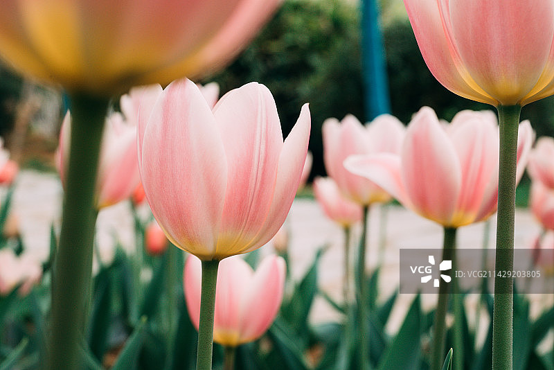 汤湖公园郁金香图片素材