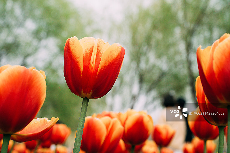 汤湖公园郁金香图片素材