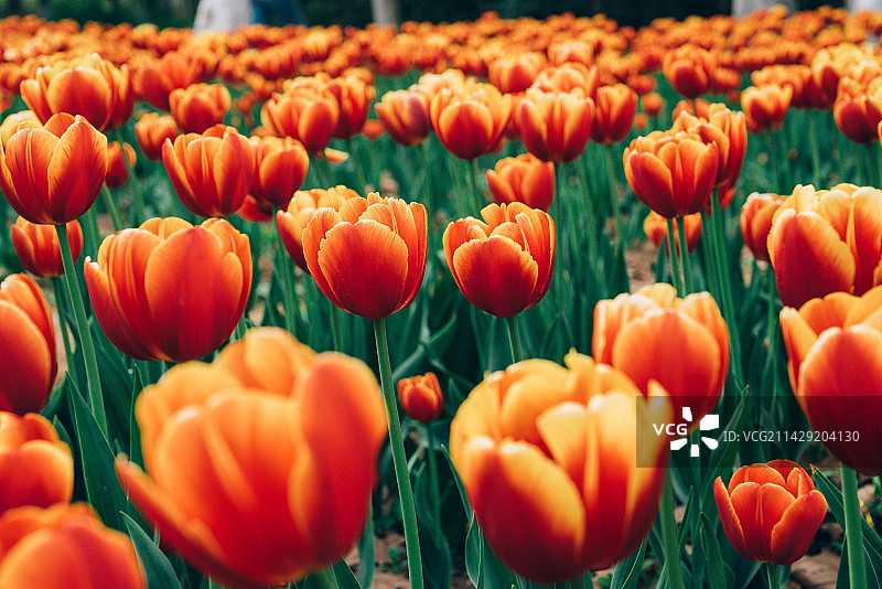 汤湖公园郁金香图片素材