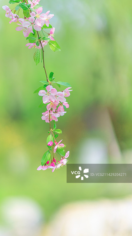 春天里植物园盛开的海棠花图片素材