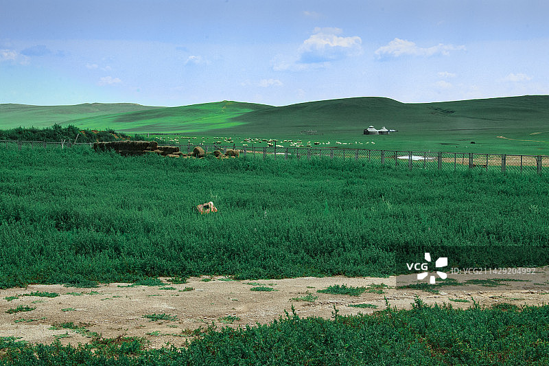 夏天的草原图片素材