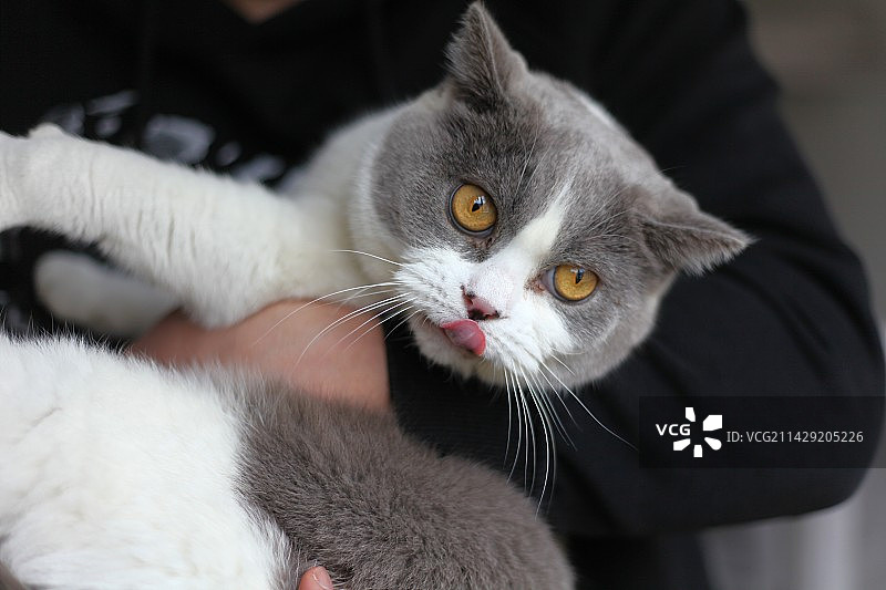 贪吃小猫咪舔嘴唇图片素材