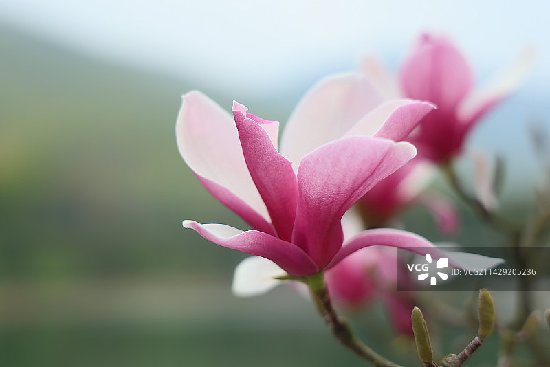 早春玉兰花的特写图片素材