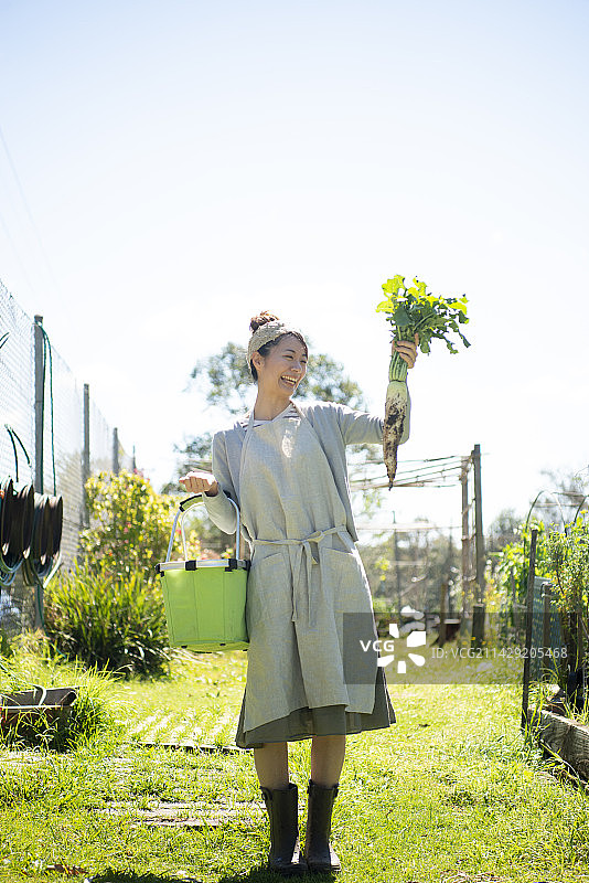 在田野里收获萝卜的微笑女人图片素材