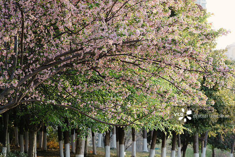 成都青白江樱花绽放图片素材