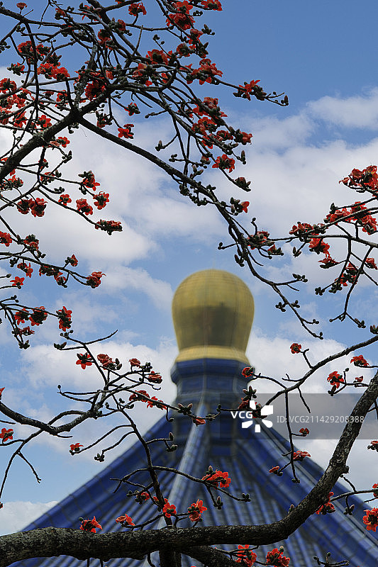 木棉花对天的低角度视图图片素材