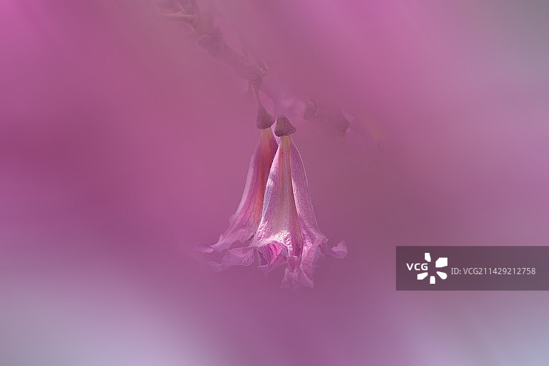 Two little flowers图片素材