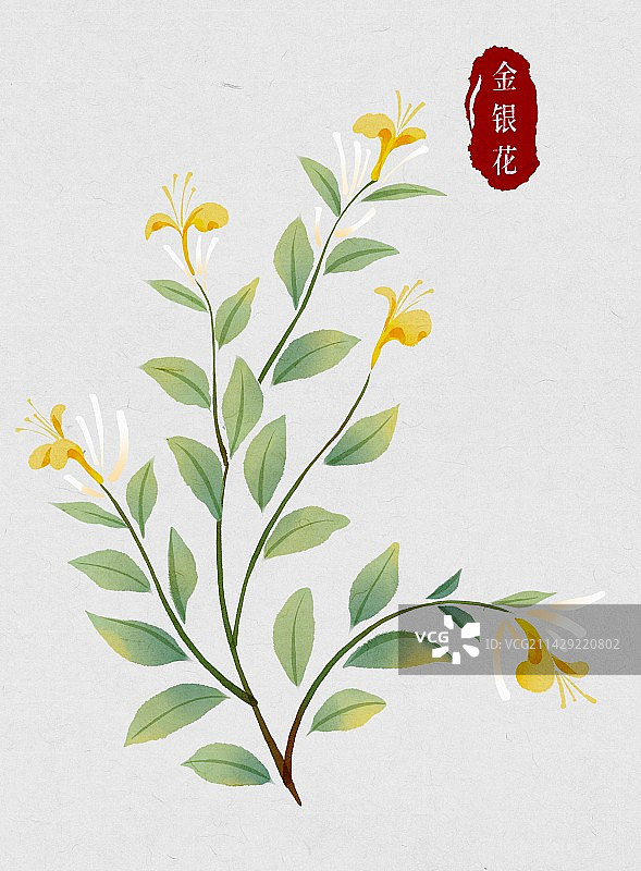 金银花-中医中药材系列-水彩图片素材