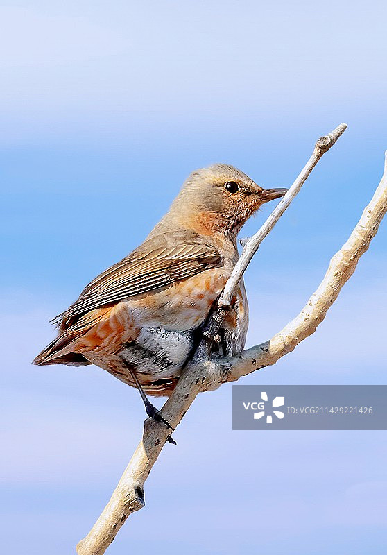 登高望远图片素材