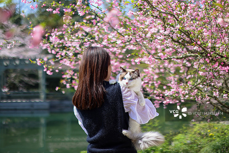 美女抱着宠物布偶猫 春日赏花图片素材