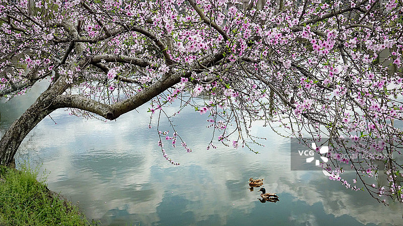 春意盎然图片素材