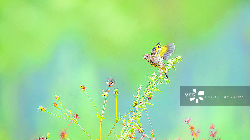 黄头鹡鸰在花间飞舞的特写镜头图片素材