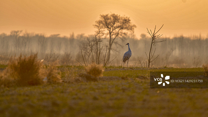 夕阳下的蓑羽鹤图片素材
