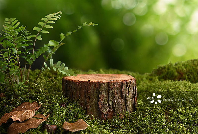 树桩青苔在绿色空间里图片素材