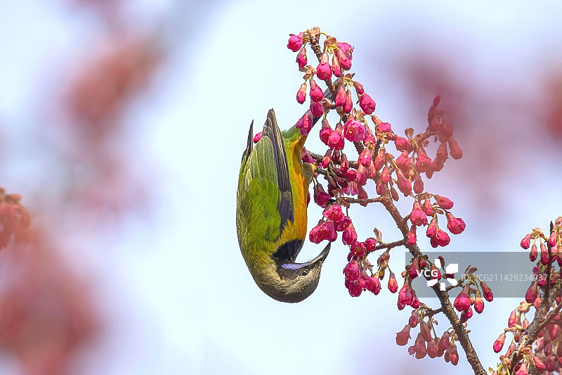 橙腹叶鹎采蜜特写：江西省林科院图片素材