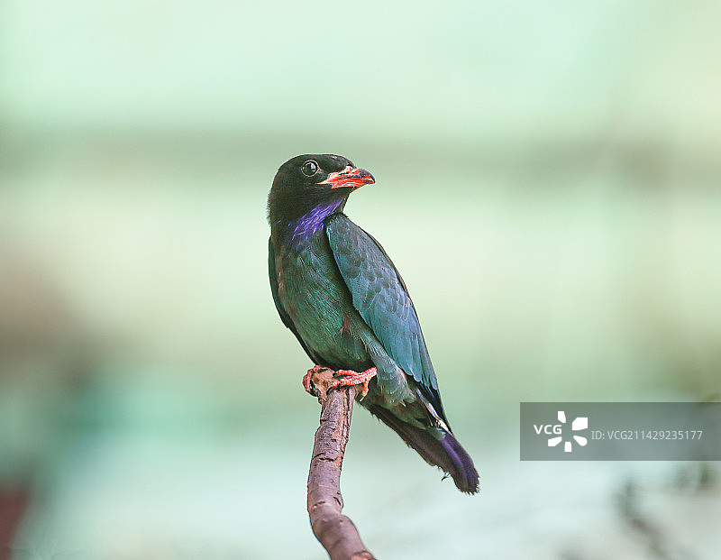 三宝鸟图片素材