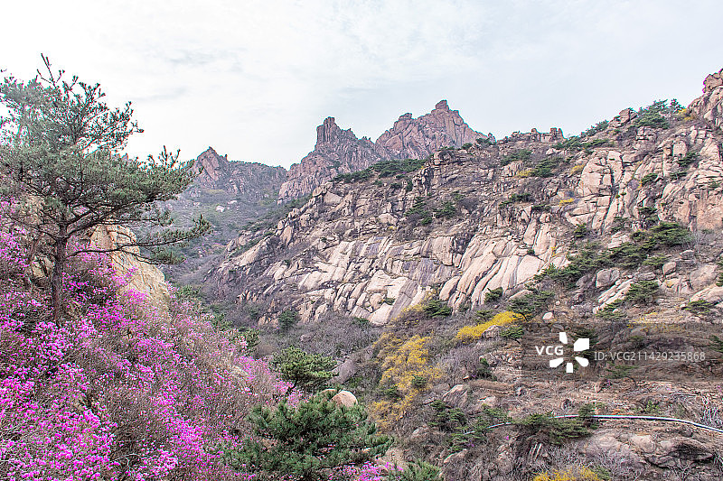 青岛大珠山杜鹃花图片素材