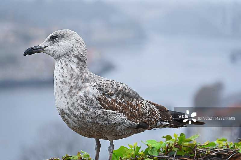 海鸟栖息的特写镜头图片素材