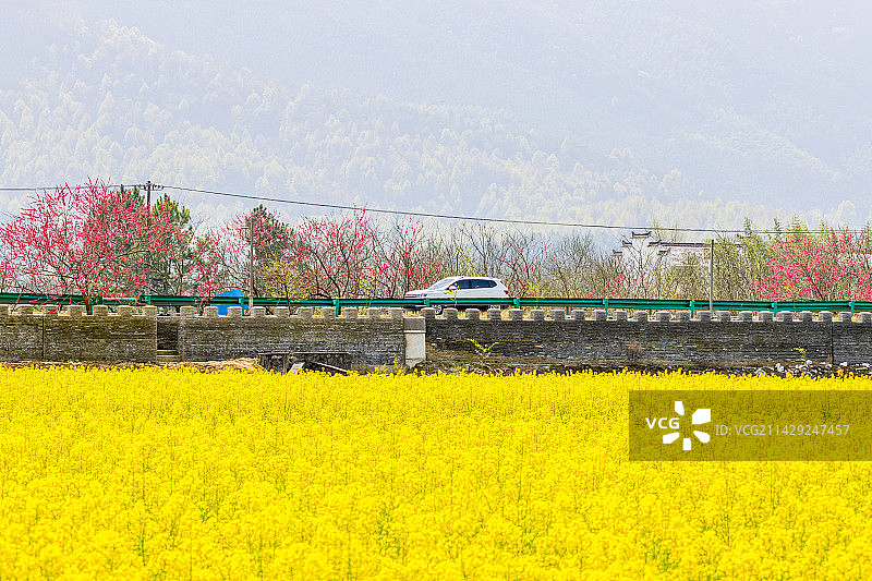 安徽桃花潭景区：一辆车驶过盛开的碧桃和油菜花海图片素材