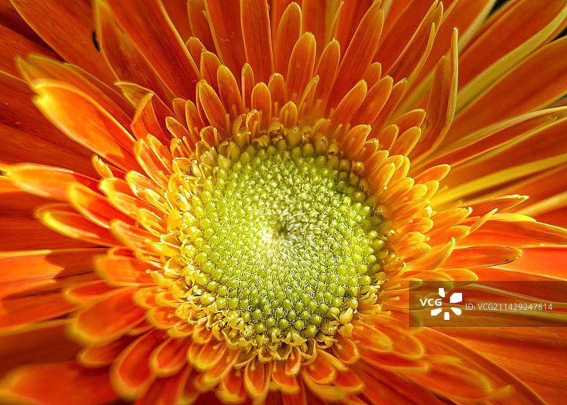 橙色非洲菊特写镜头图片素材