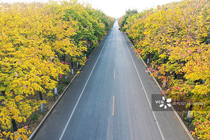 笔直的柏油路和金黄色的行道树图片素材