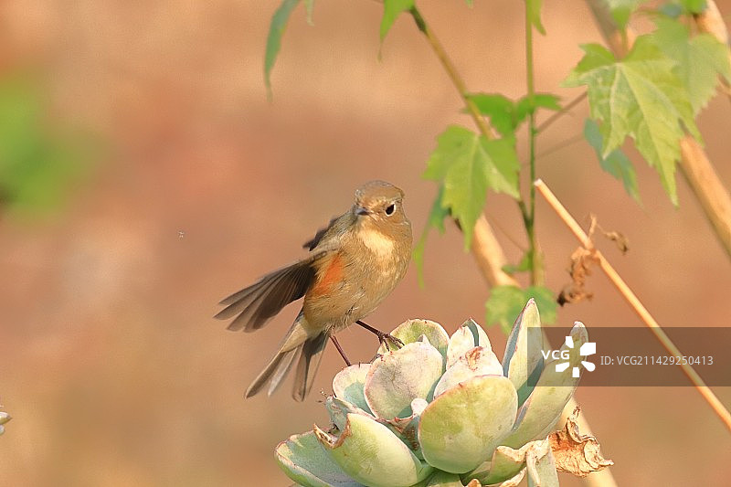 红肋蓝尾鸲图片素材